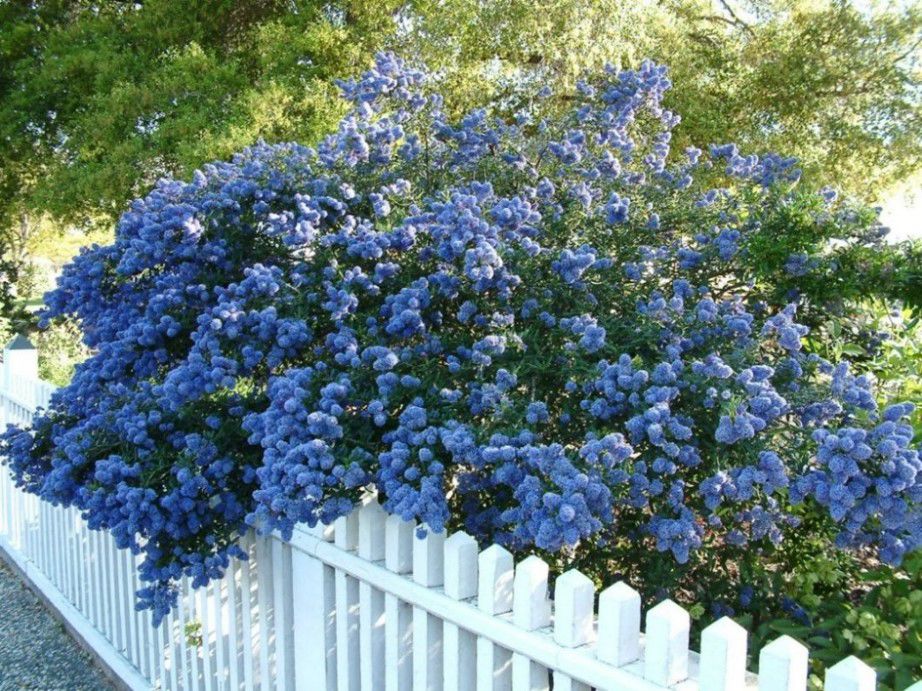 Ceanothus